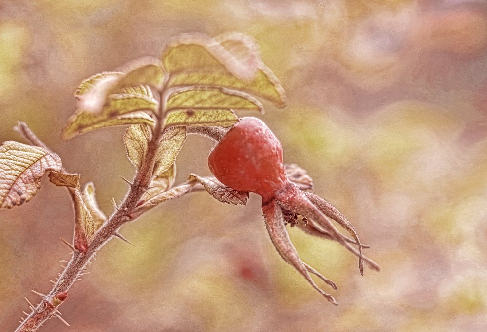 Плоды поздней осени