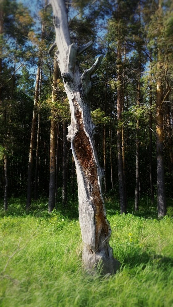 Photo #4304916