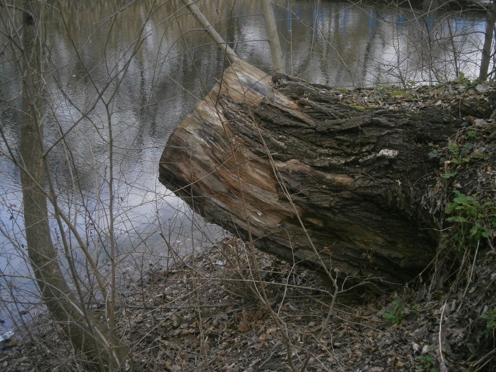 на берегу озера