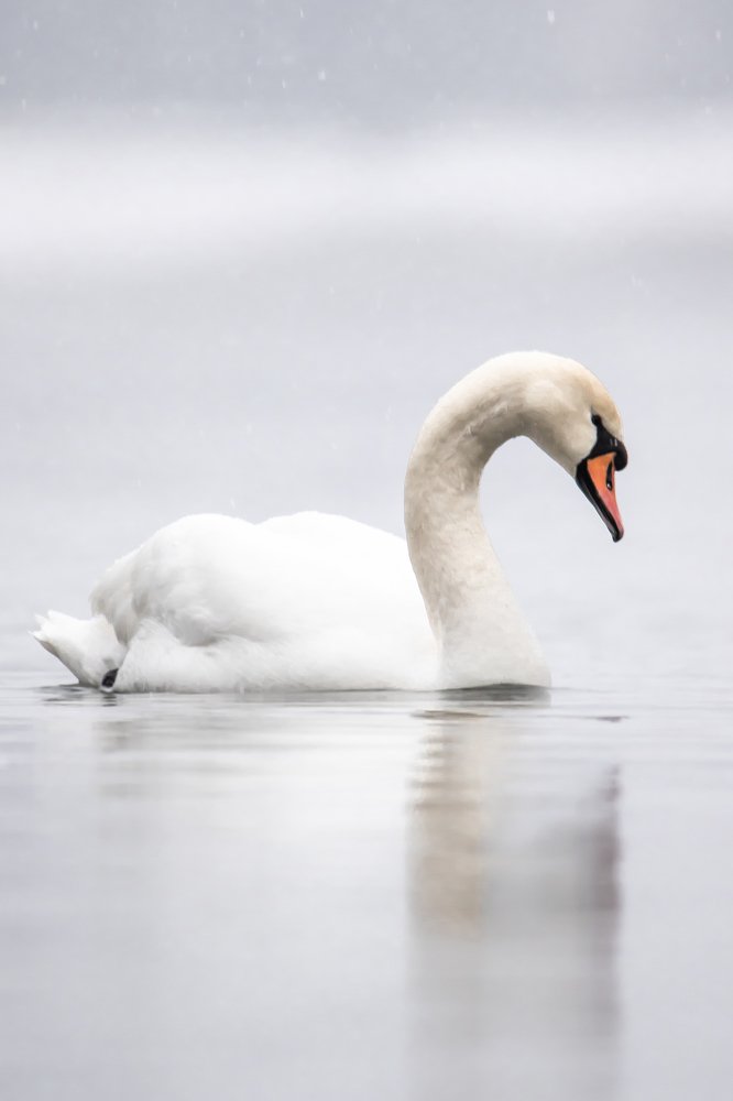 Photograph by Алёна Газукина