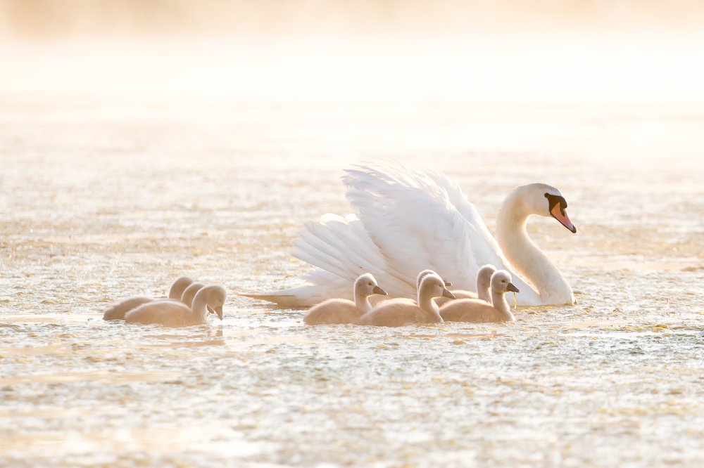 Мамина нежность....