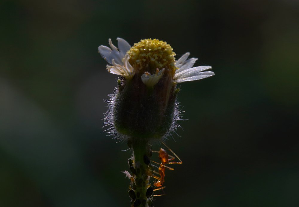 Photograph by VIJAYAKUMAR VARMA