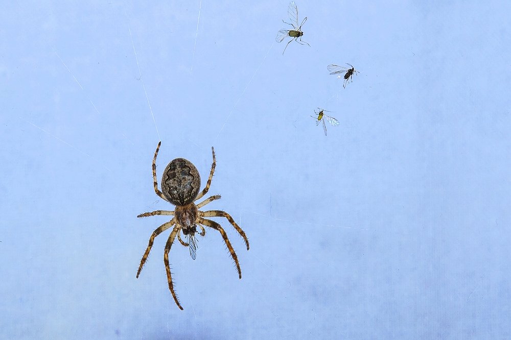 Фотография автора Рамиль Фаттахов