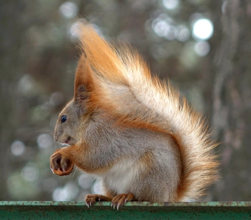 Рыженькая в профиль.
