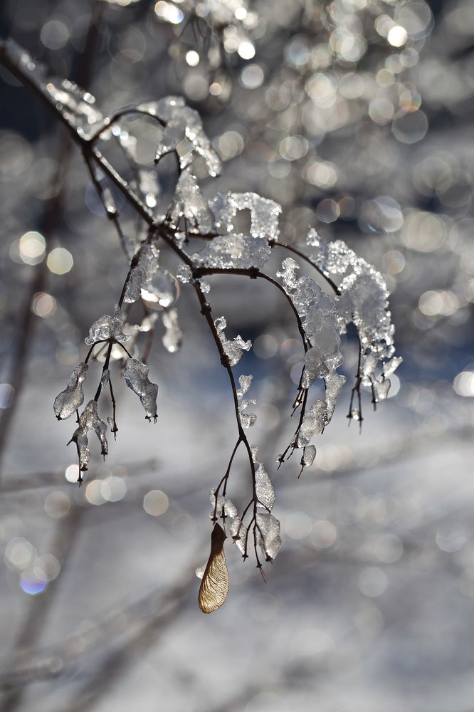 Февральский Хрусталь.