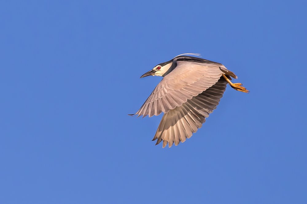 Красноглазый...