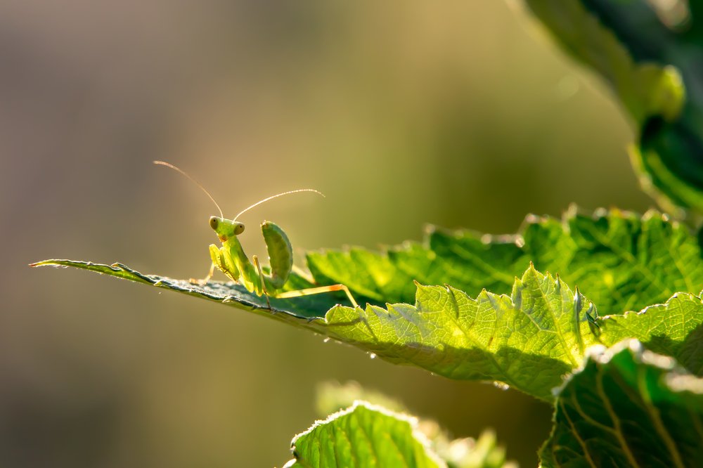 Маленькая козявка...