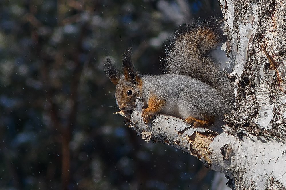 Photograph by Сергей Приходько