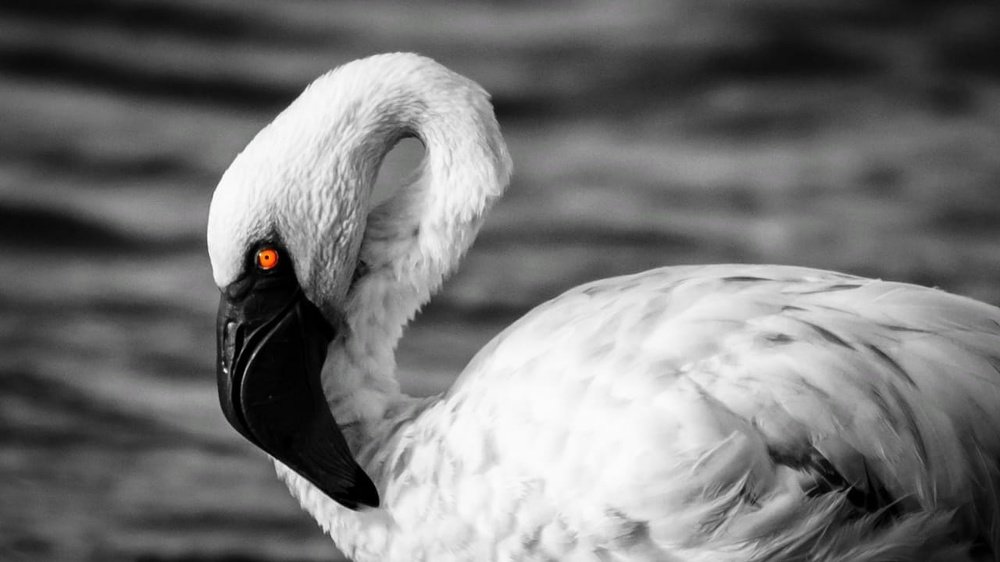 Photograph by Ashvin Ambaliya