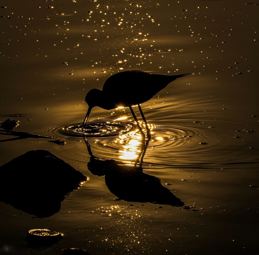 Sunrise+ black winged stilt