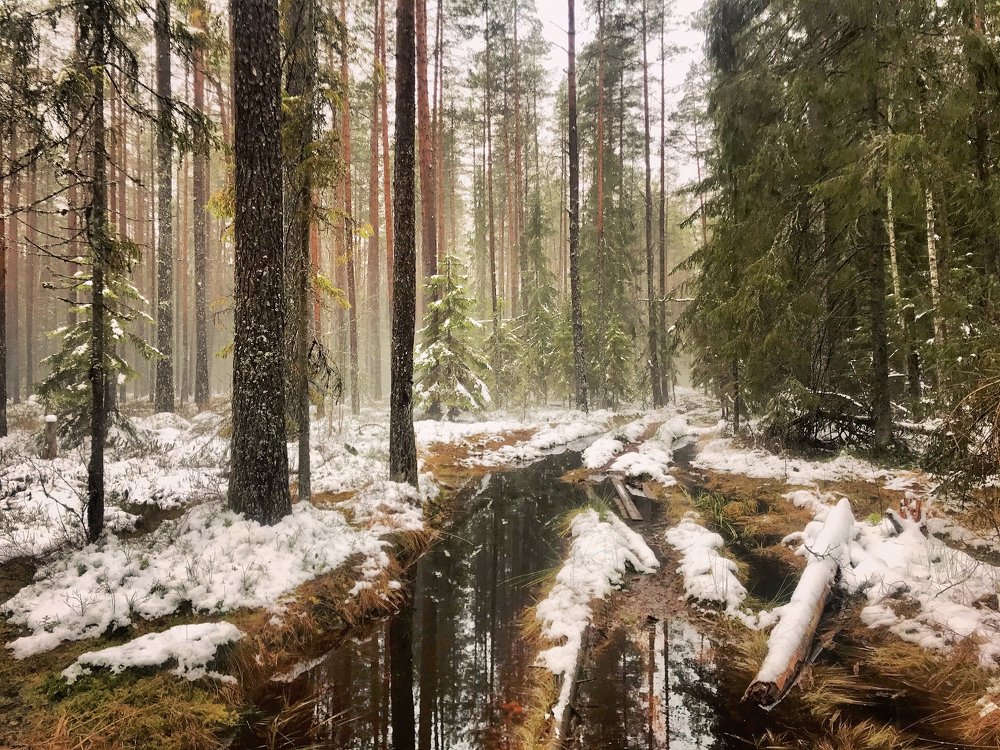 Первый снег