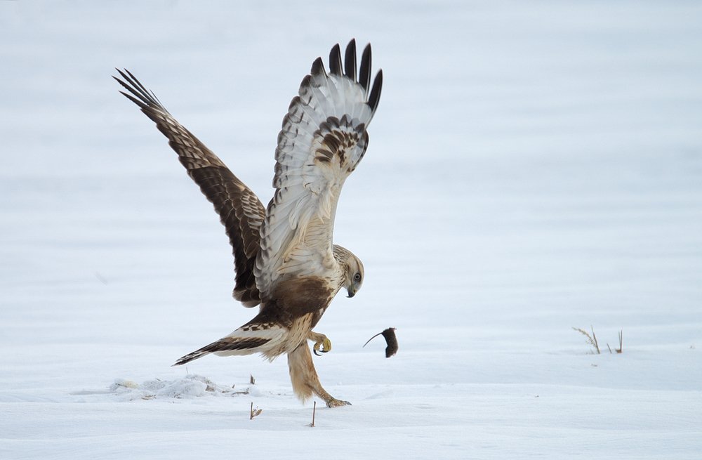 Зимняк с мышью