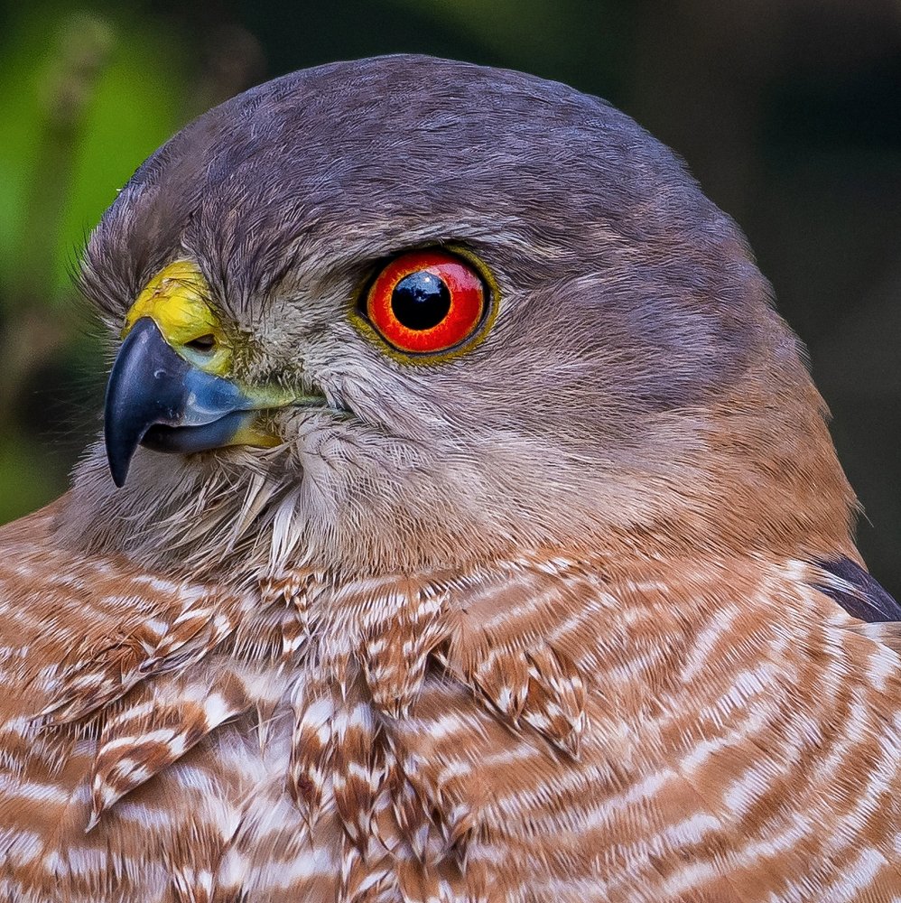 Did you say close up?