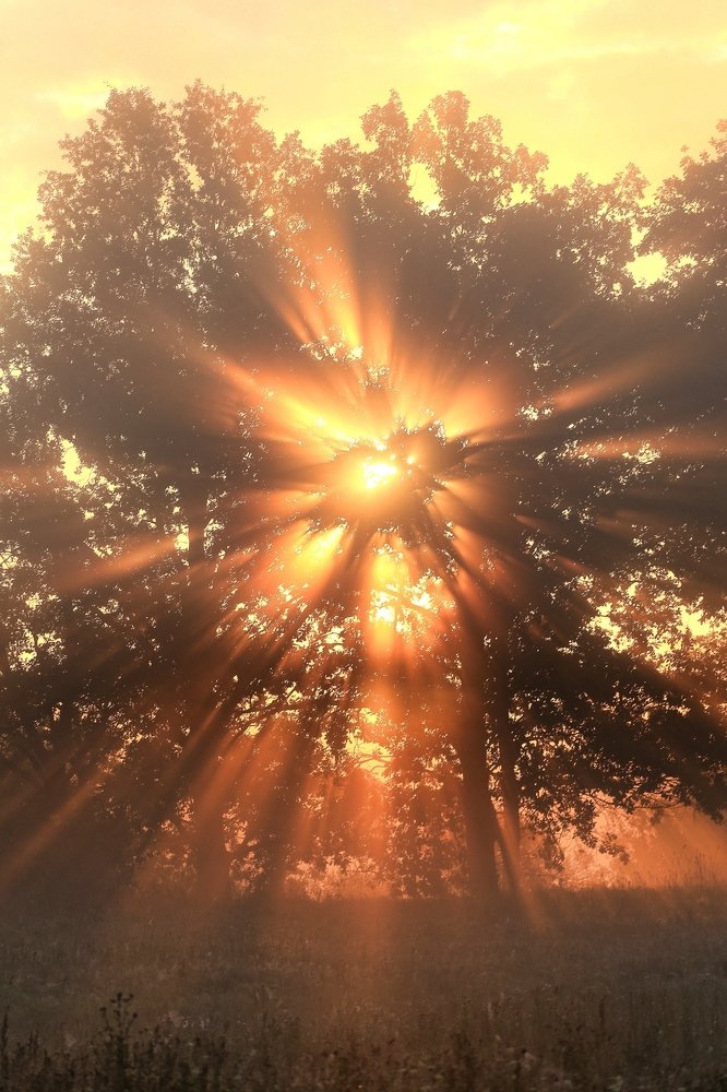 Солнечный свет.