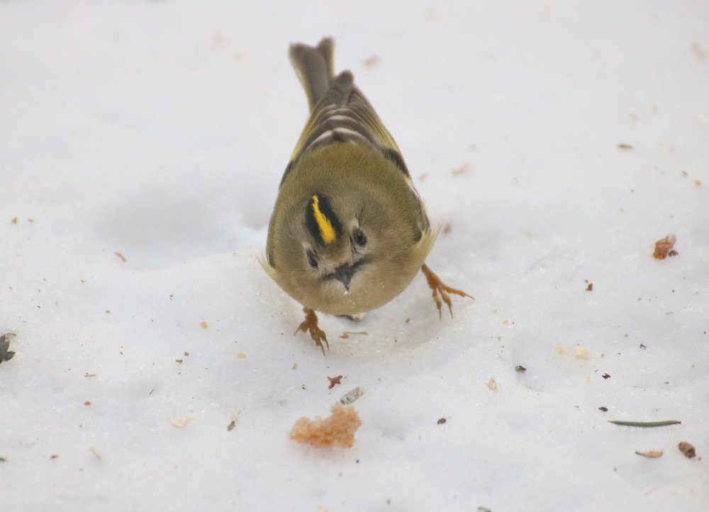 Photograph by Евгения Малафеева