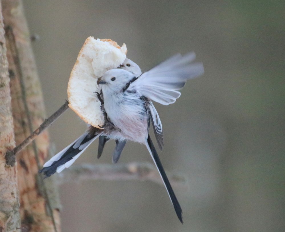 Photograph by Евгения Малафеева