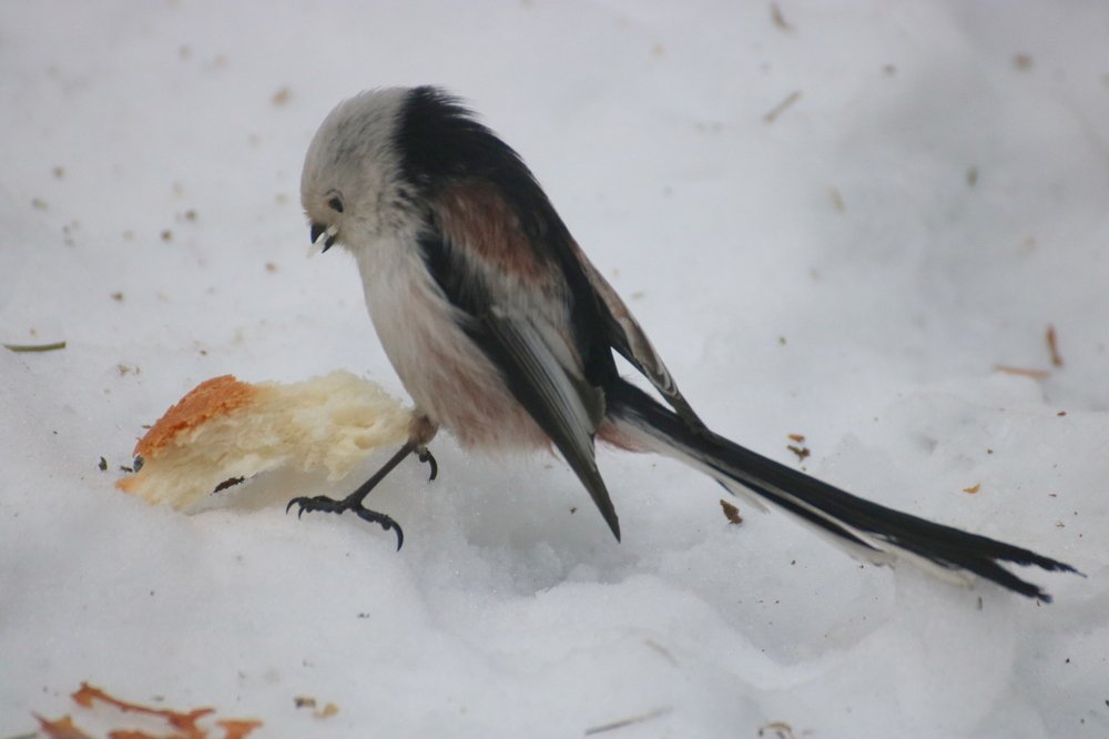 Photograph by Евгения Малафеева