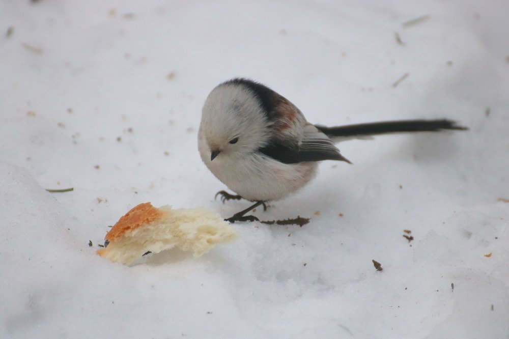 Photograph by Евгения Малафеева