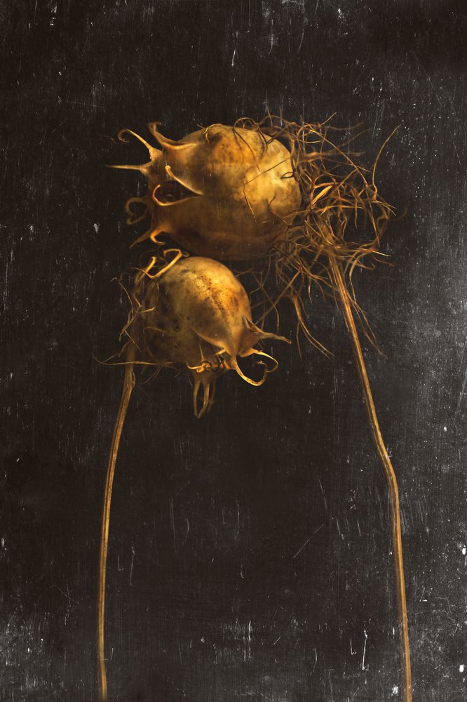 Photograph by Тараненко Анжелика