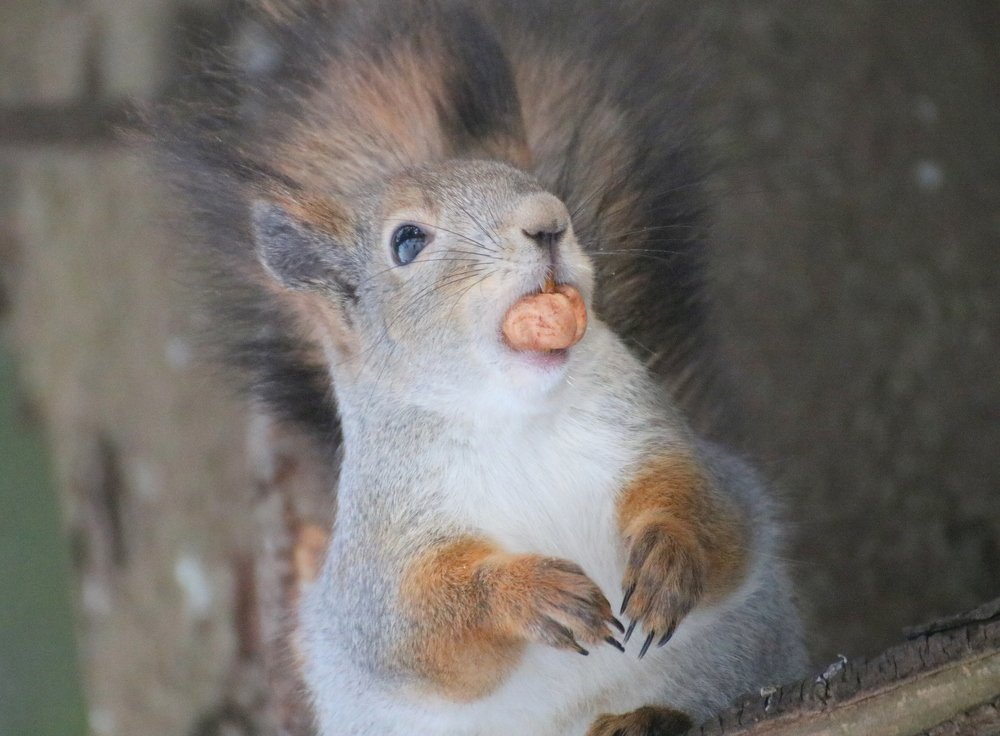 Photograph by Евгения Малафеева
