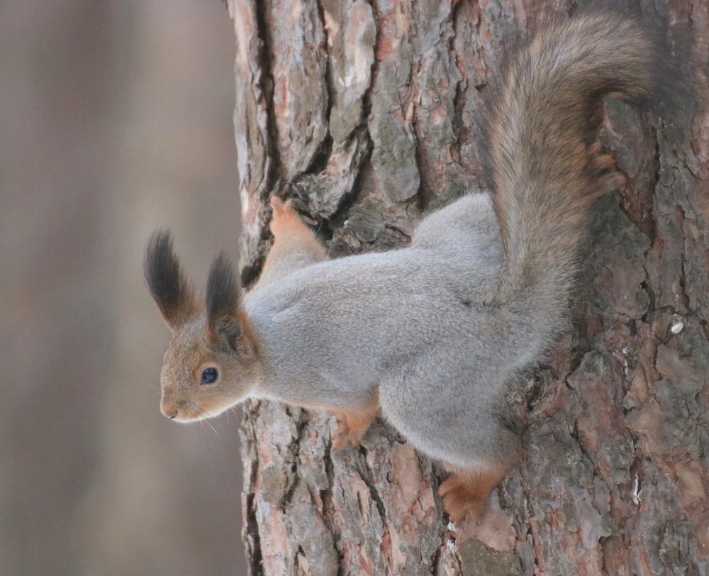 Photograph by Евгения Малафеева