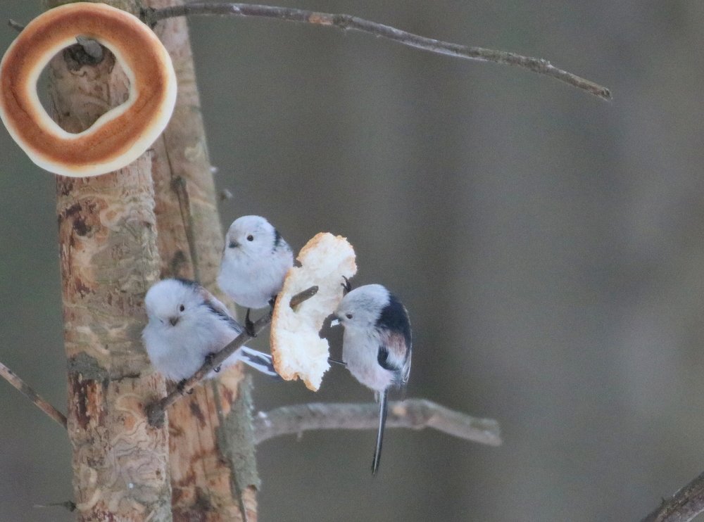 Претенденты на булку!