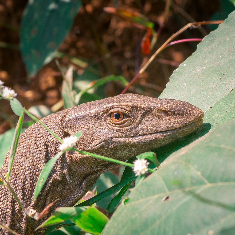 When i found dinosaur in my backyard