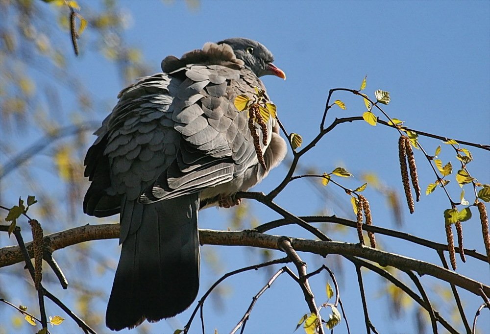 ВЯХИРЬ ВЕСНОЙ