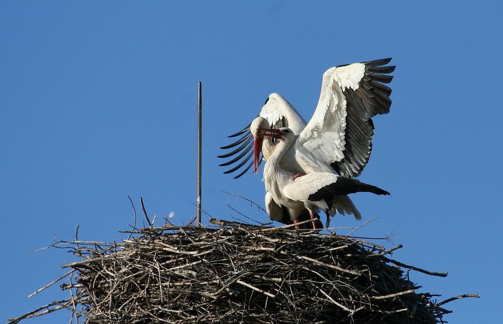 БРАЧНЫЕ ИГРЫ АИСТОВ