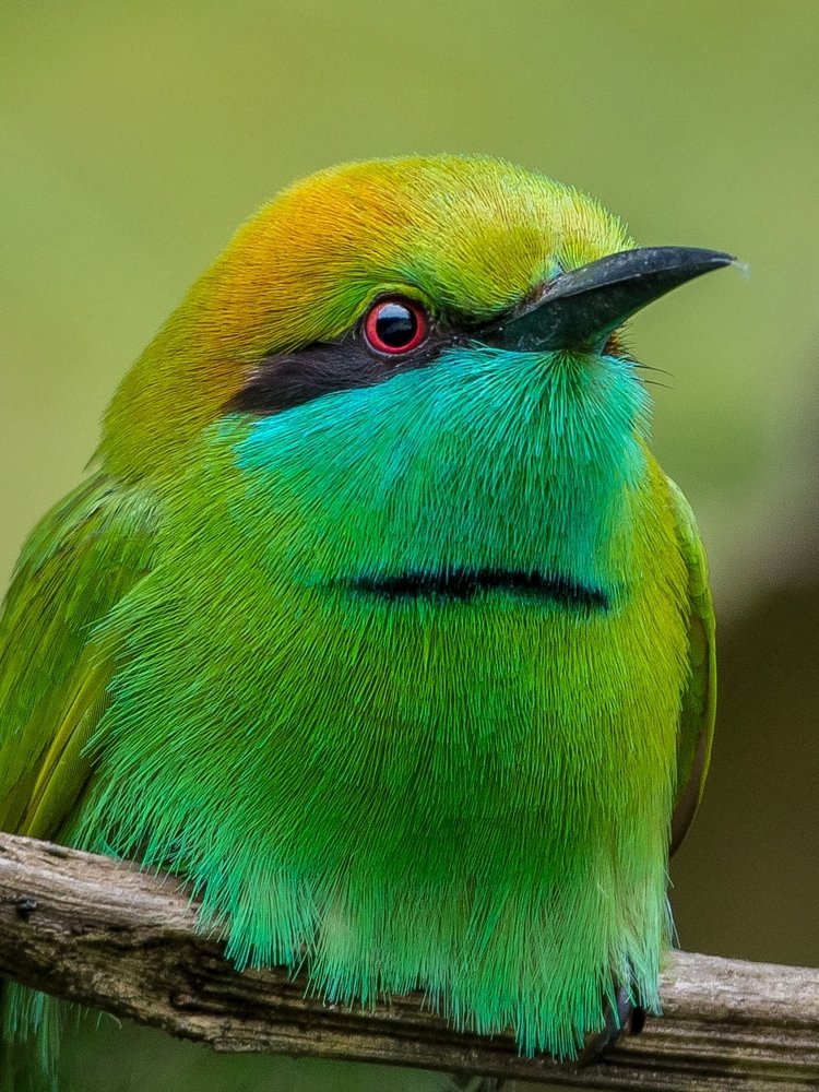 My colorful beards..