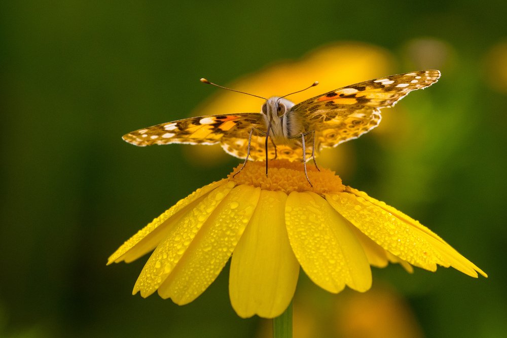 Photograph by Dori Darvish