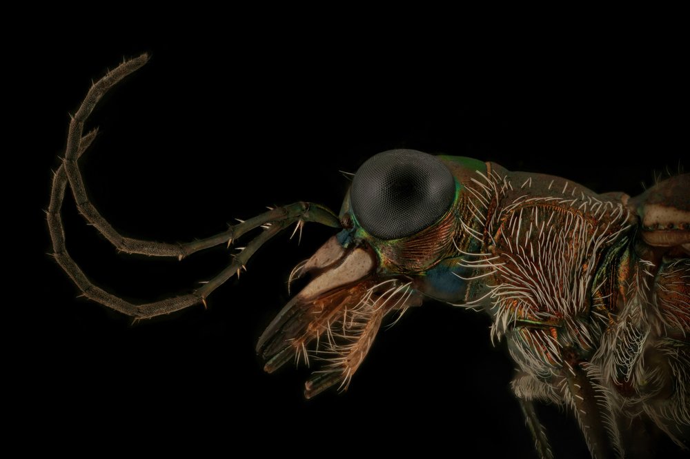Tiger beetle