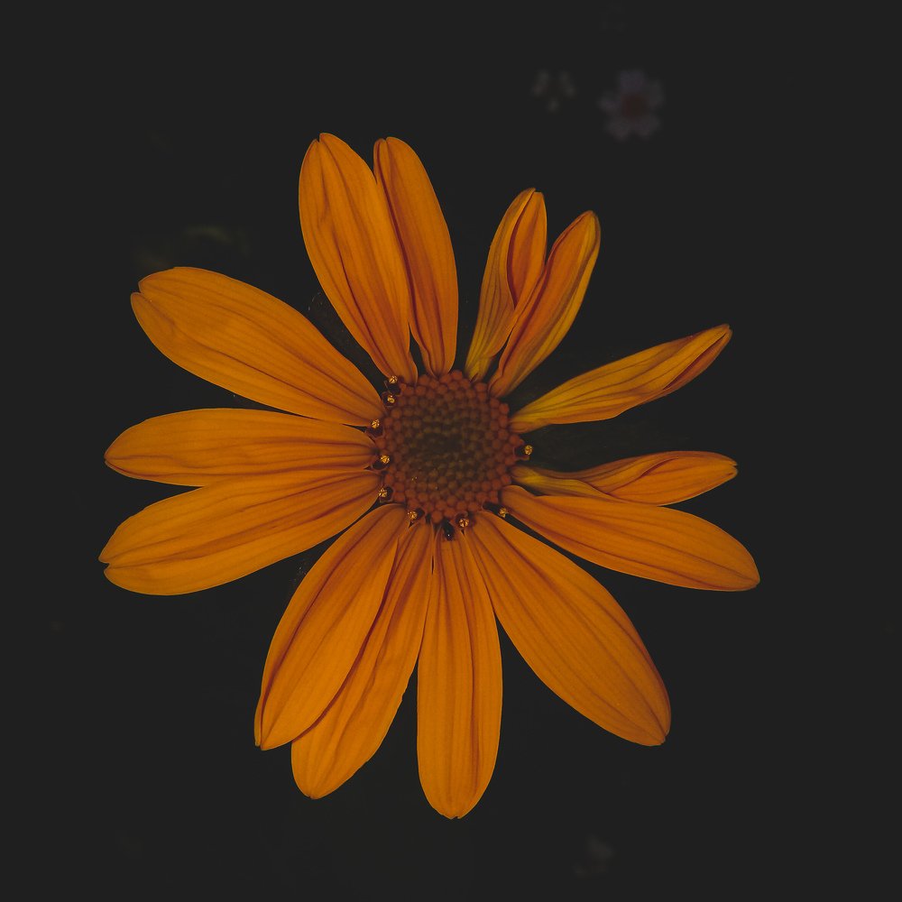 Photograph by Joseph Ordoñez