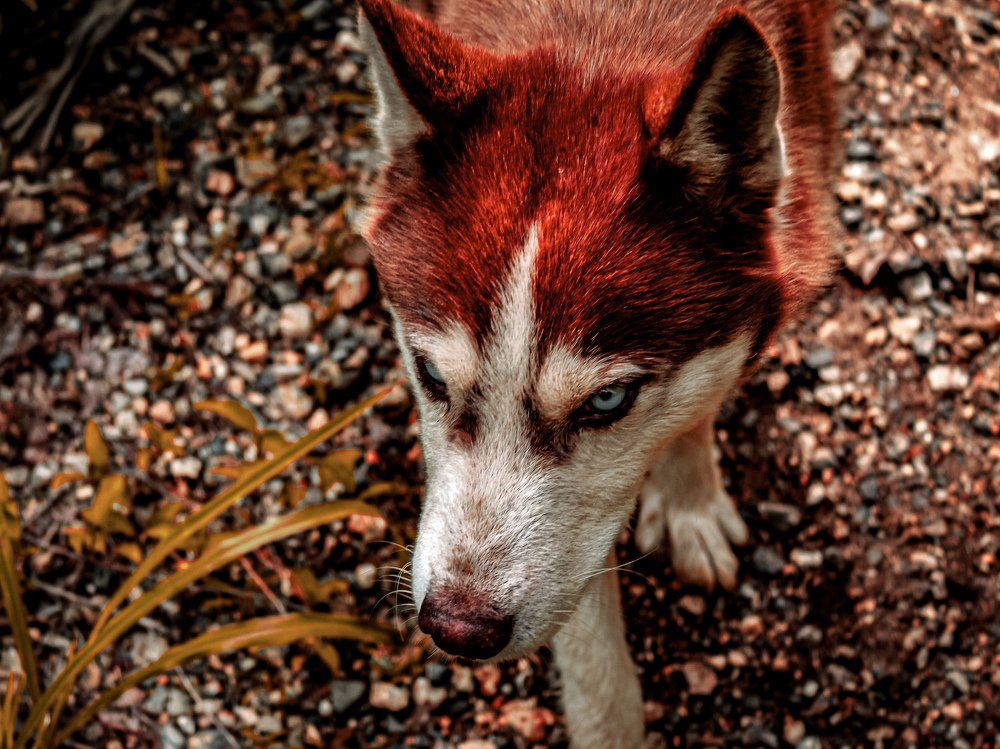 Red Husky