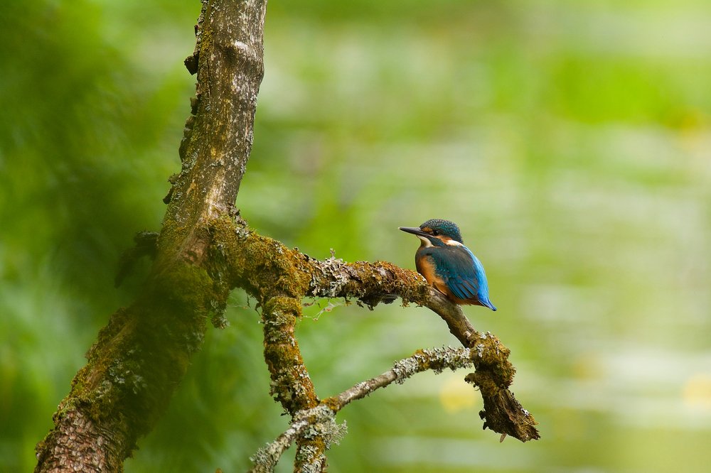 Землерождённый.