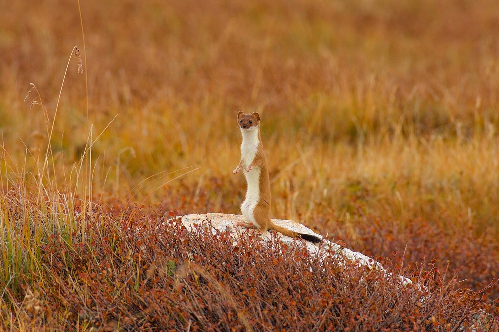 Наблюдатель.