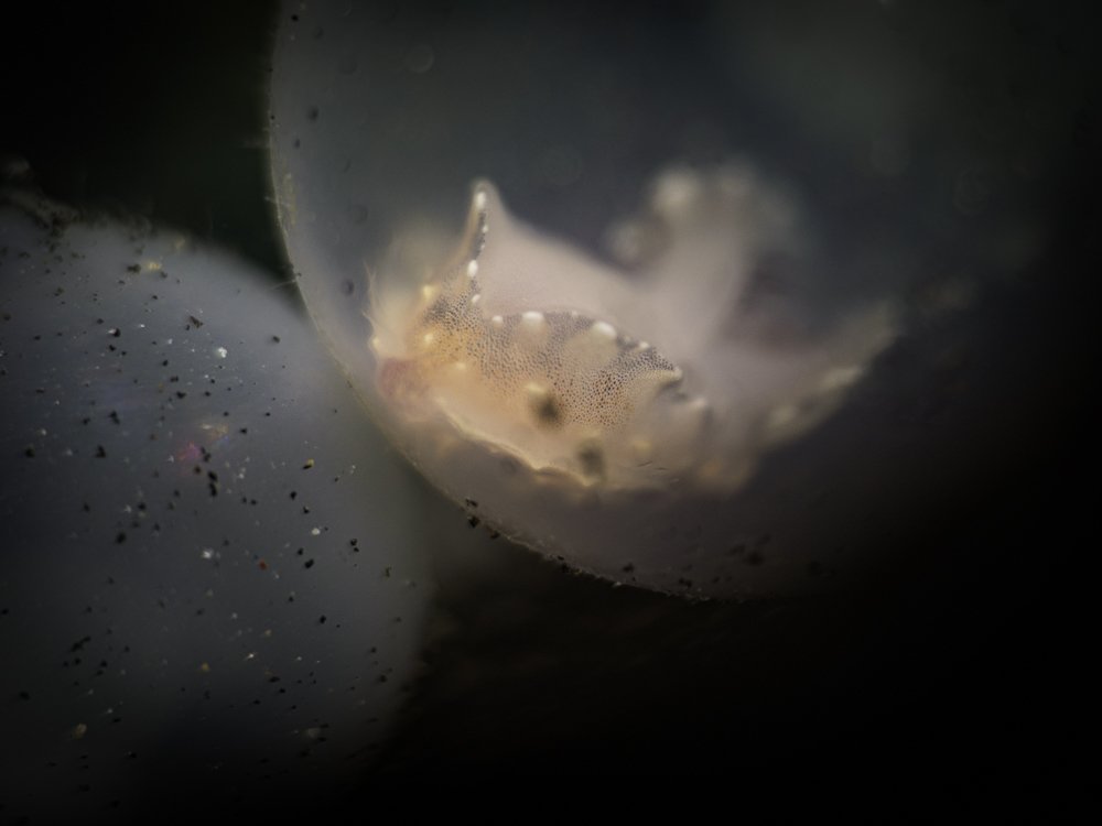 Cuttlefish eggs waiting to enter the world