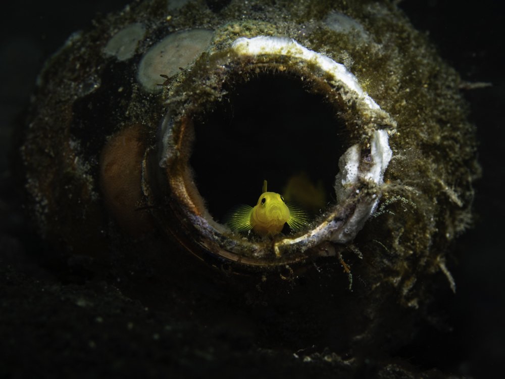 Two friends sharing a toothpaste tube