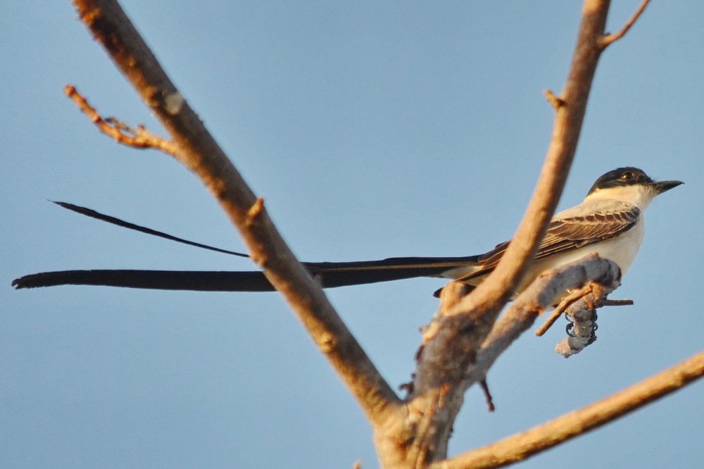 Photograph by Marzio Fattorini