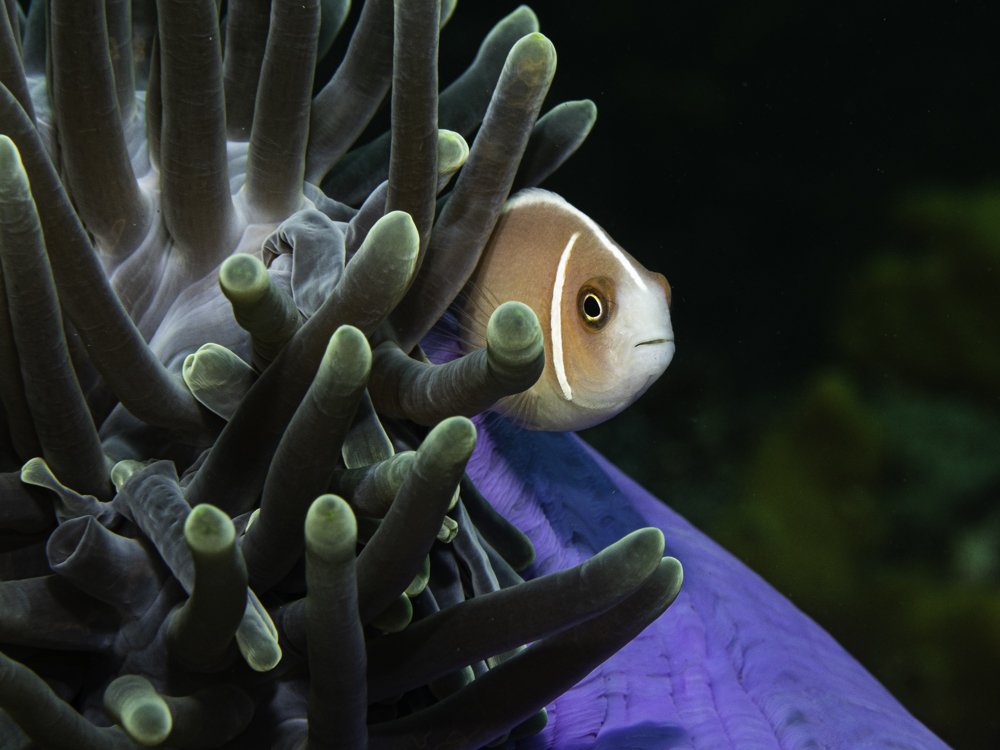 Peach Anemone Fish (Nemo)