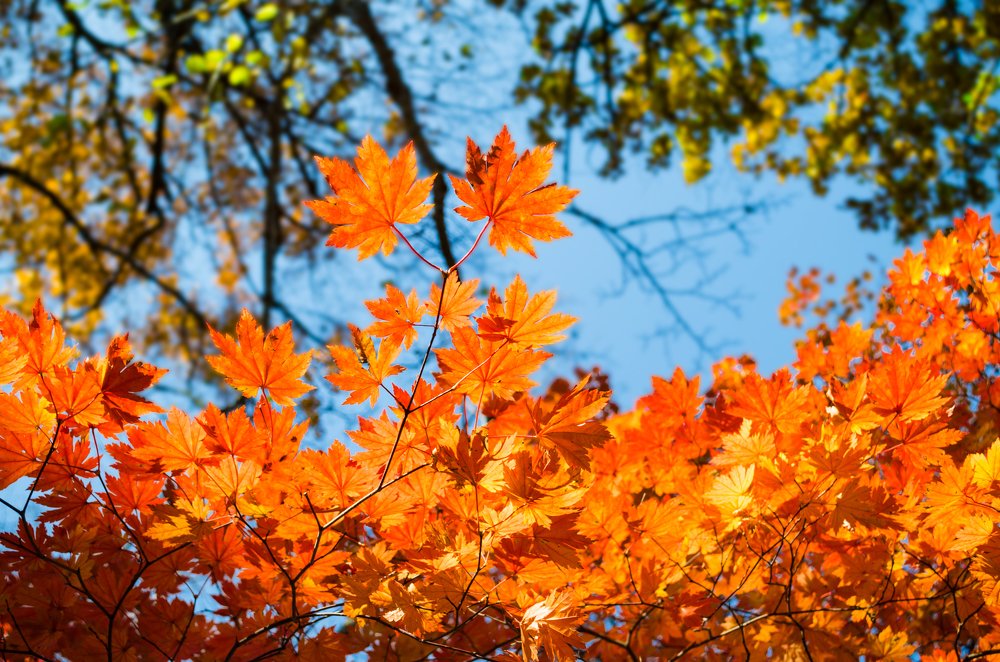 Photograph by Александр Коваль