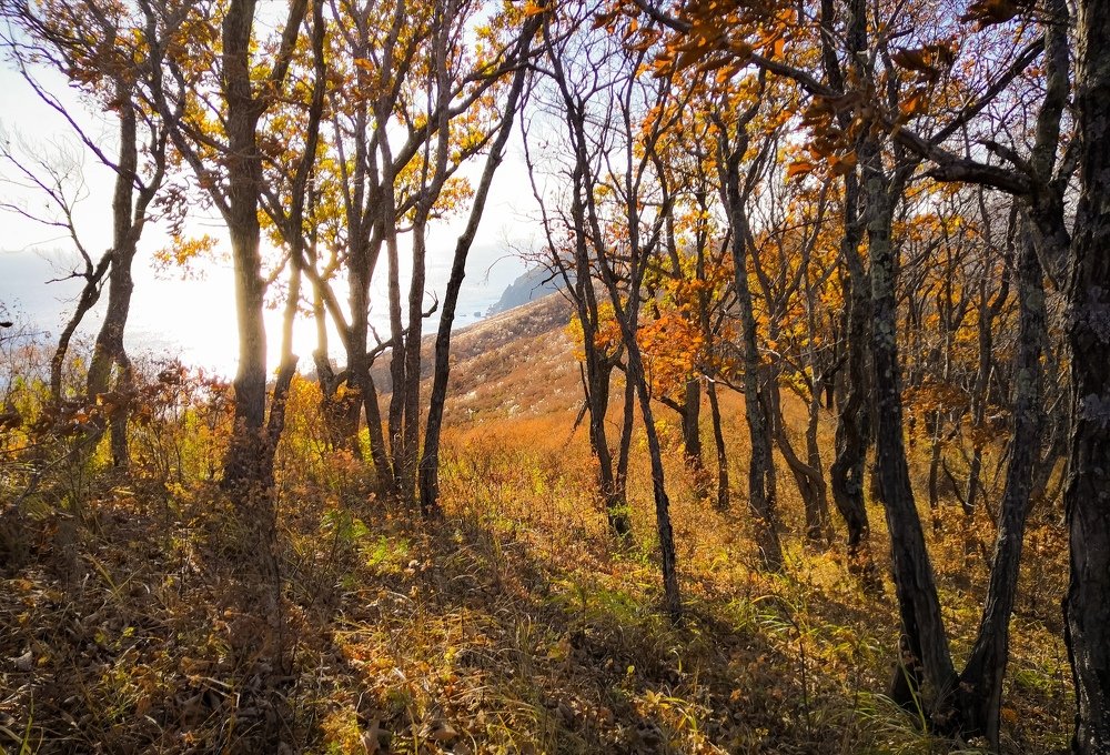 Золотой лес