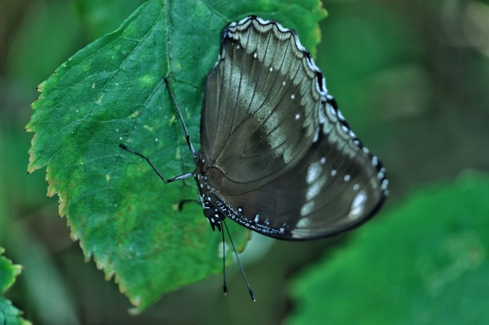 Photograph by Pavnil Patel