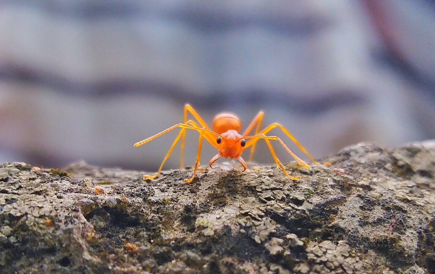 Curious Ant
