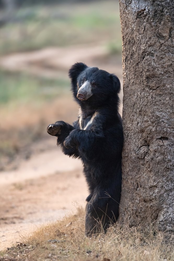 Photograph by Nimit Virdi