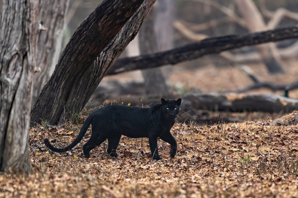 Photograph by Nimit Virdi