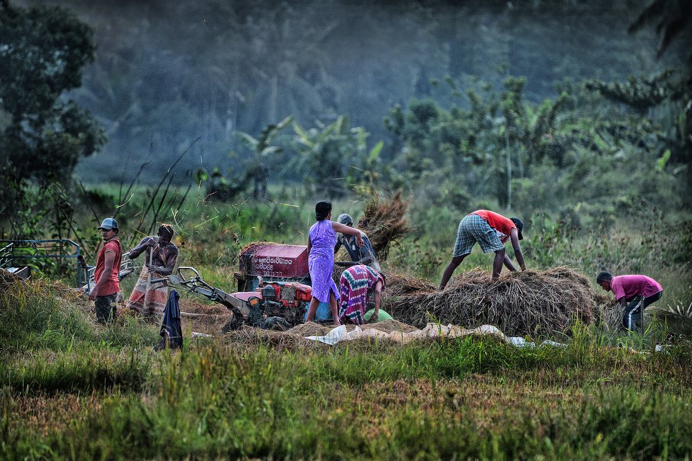 Photograph by Gayan Lasantha U.G.