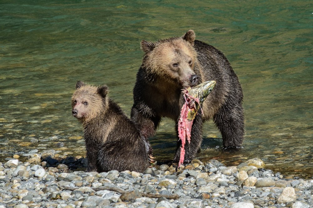 Photograph by Сергей Пестерев
