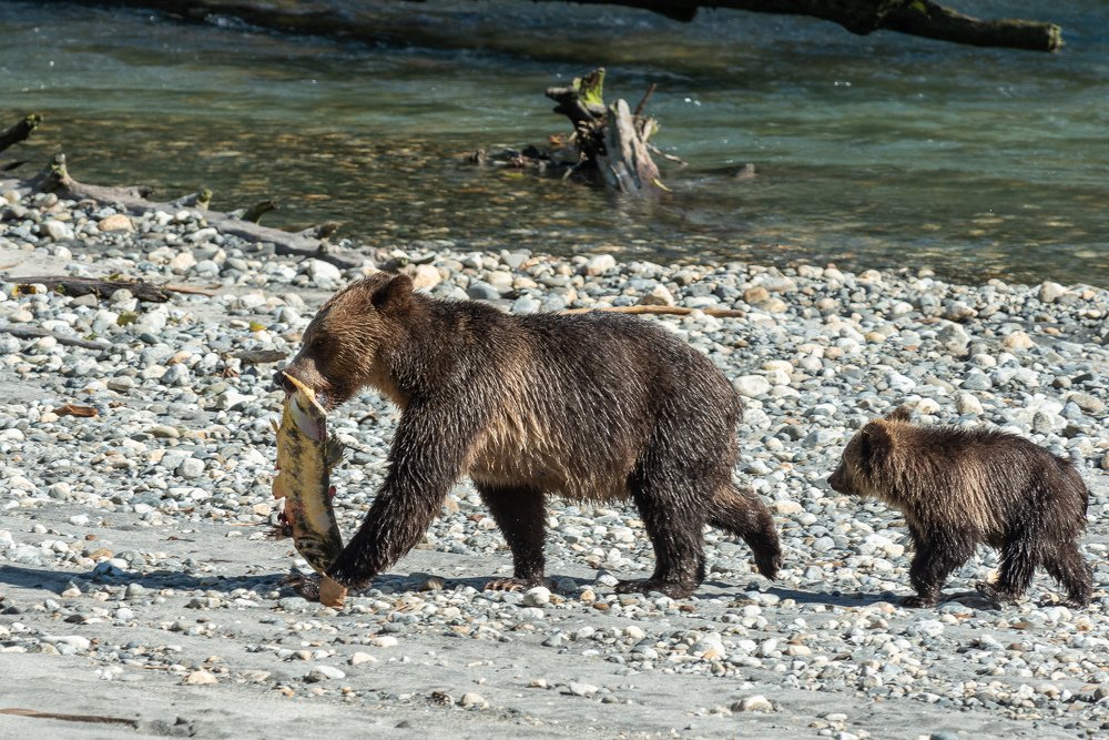 Photograph by Сергей Пестерев
