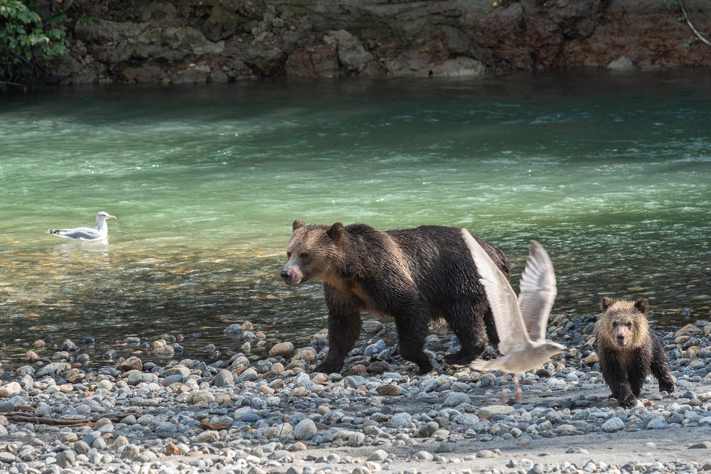 Медведи на рыбалке
